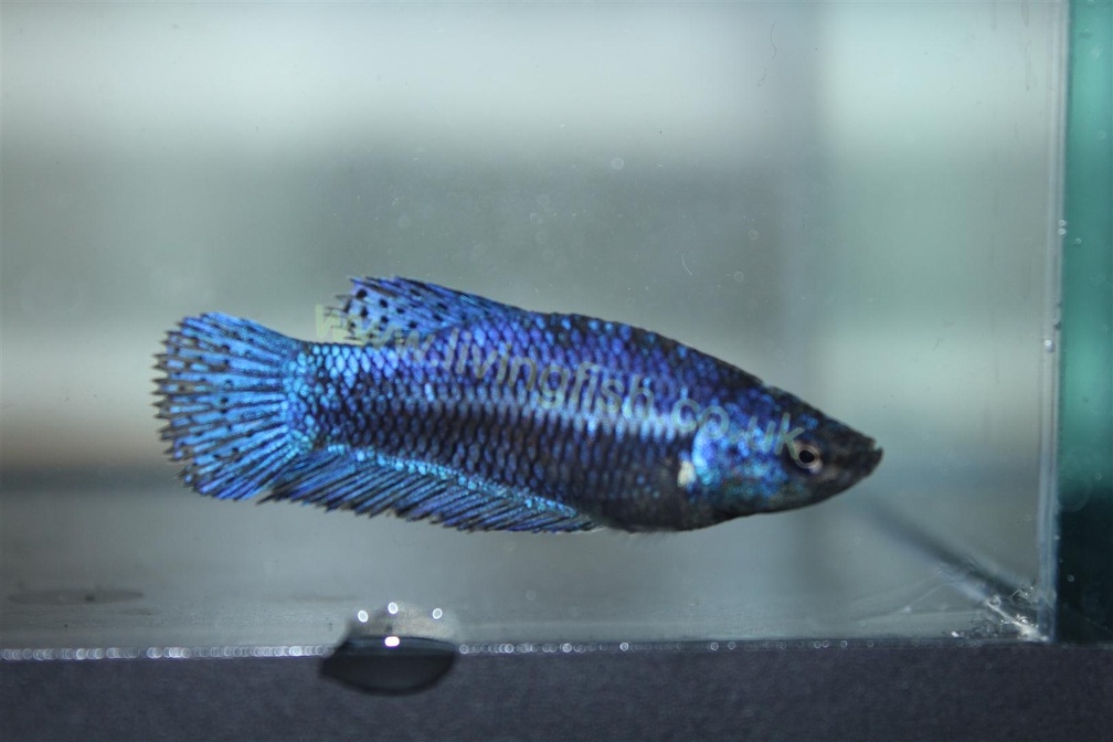 blue female (Large)