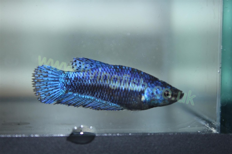blue female (Large)