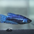 blue female.JPG