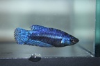 blue female