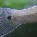 Belonesox belizanus - Tail