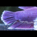 Purple Salamanda HMPK Dumbo.