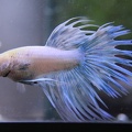 Male white/blue Crown tail (CT)