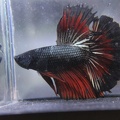 Black/Red HM Male