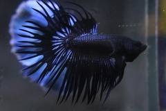 Black orchid CT male (2)