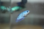 blue dragon (Large)