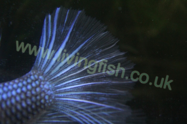 Blue/black male betta tail