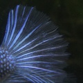 Blue/black male betta tail