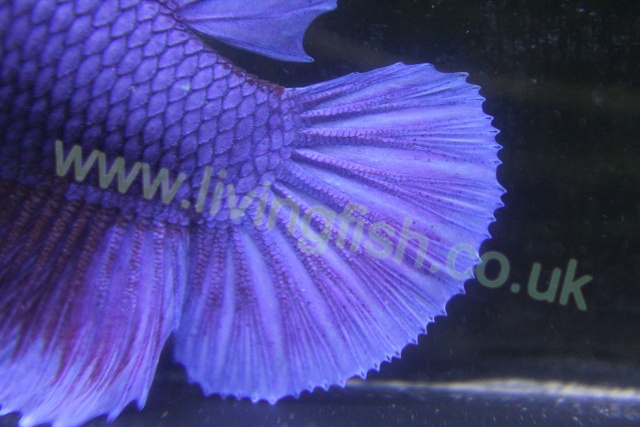 Purple PK Dumbo Tail close up