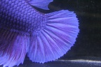 Purple PK Dumbo Tail close up