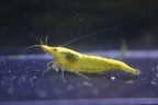 Yellow Cherry shrimp