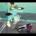 Mosaic Moscow guppies