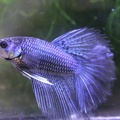 Black/blue male Betta splendens