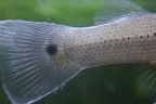 Belonesox belizanus - Tail