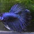 Black/blue HM male 