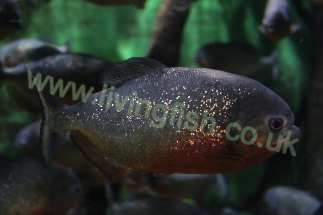 Pygocentrus nattereri - Red-bellied piranha