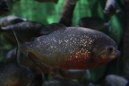Pygocentrus nattereri - Red-bellied piranha