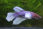 HMPK Dumbo Lilac with White Fin's