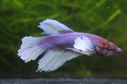HMPK Dumbo Lilac with White Fin's