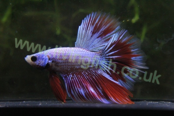 HM Full dragon blue shean with red 
