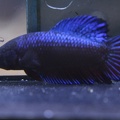 Female betta Red/blue Long dorsal