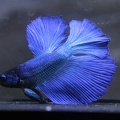 Blue HM male