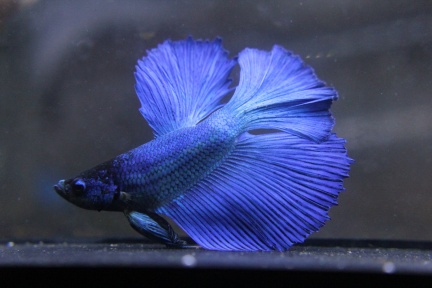 Blue HM male