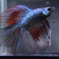 Blue-Red-Black DT male