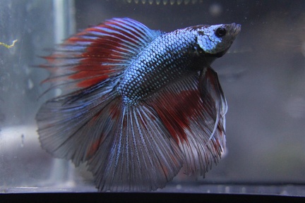 Blue-Red-Black DT male