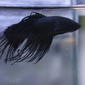 Black orchid CT male