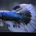 Blue Dragon SD male
