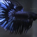 Black orchid CT male (2)