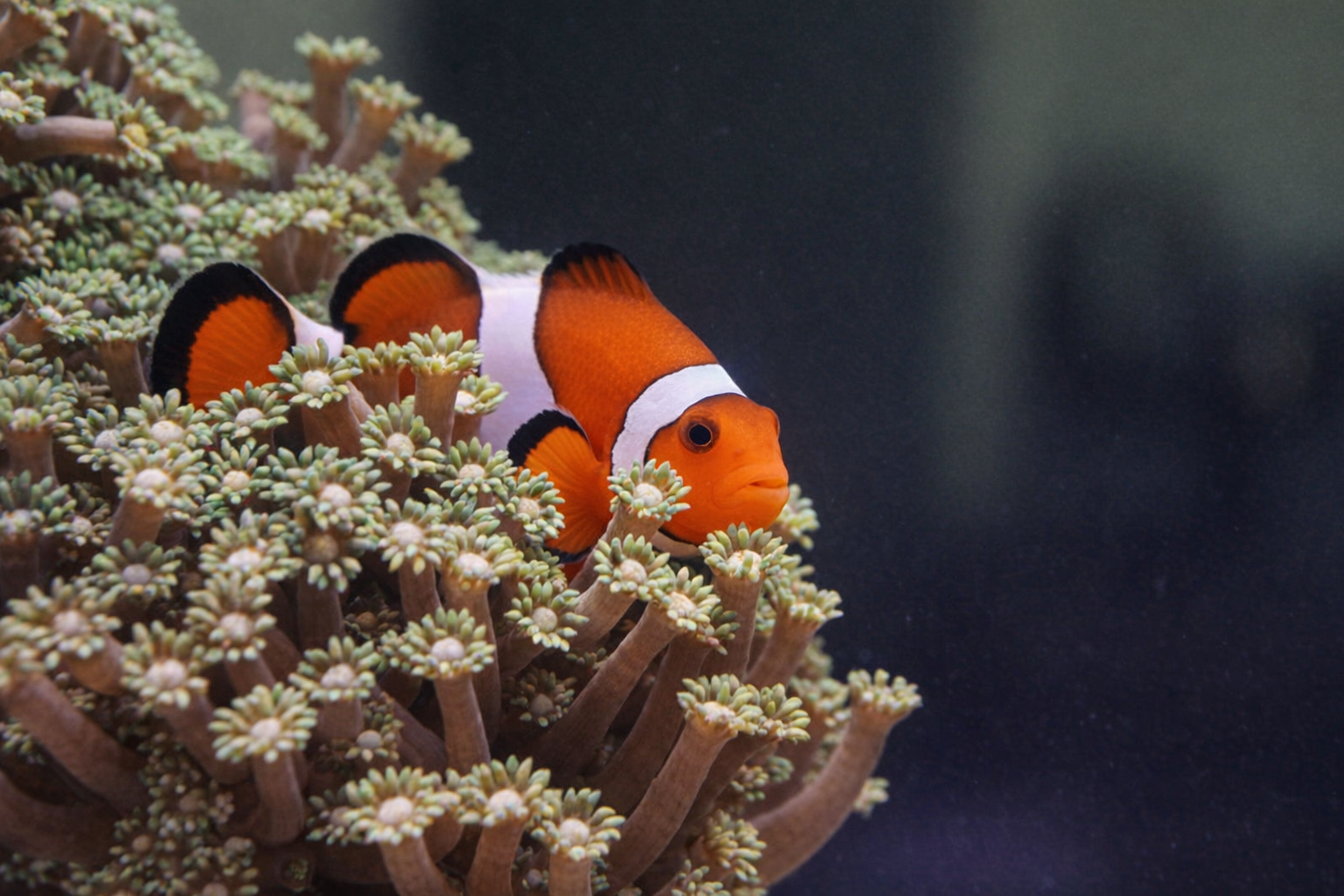 Enhanced clownfish c