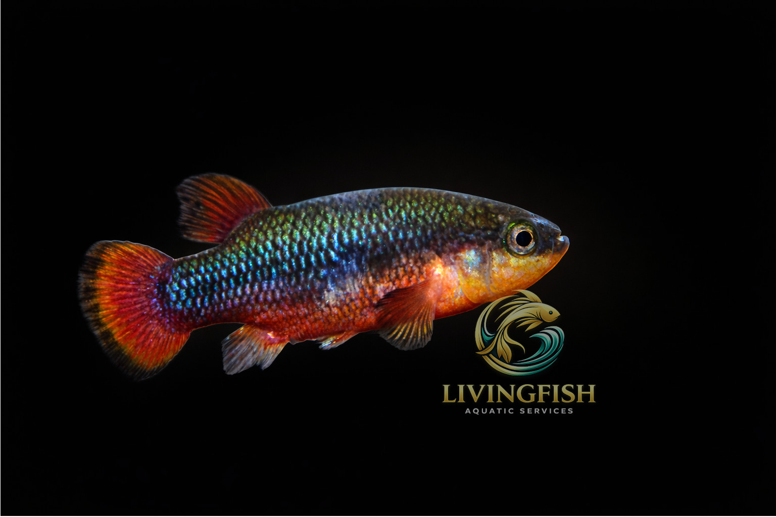Characodon lateralis Los Berros red