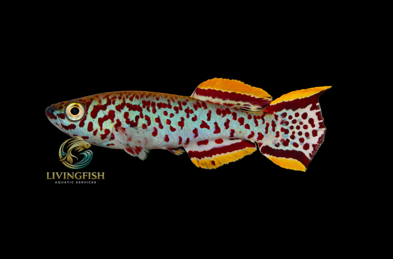 Garneri