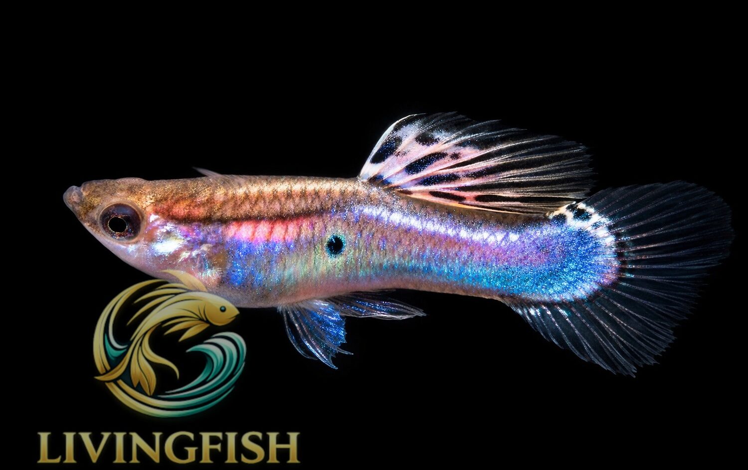 JB guppy