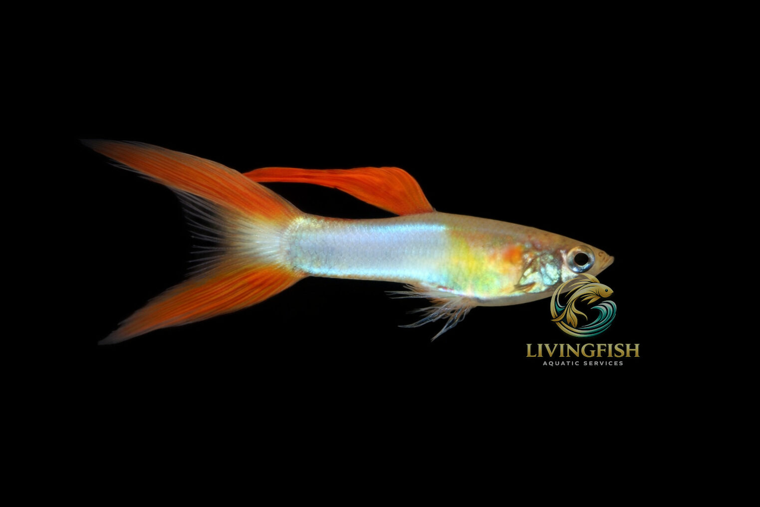 Japanese Blue Red Finned Doublesword Guppy