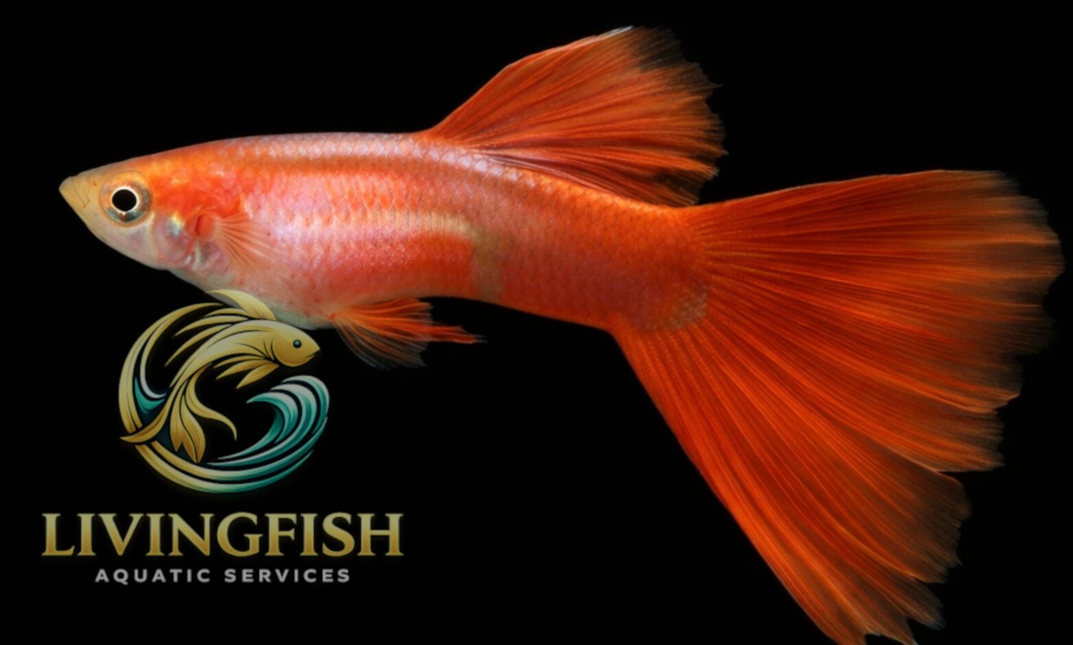 Red guppy