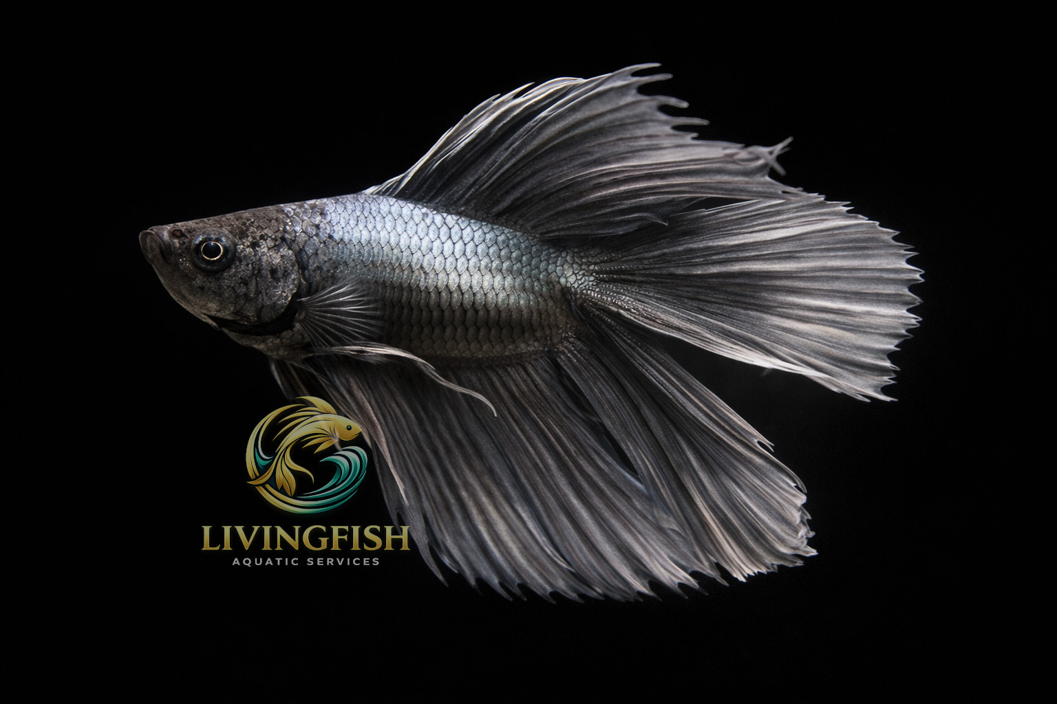 Steel Blue betta