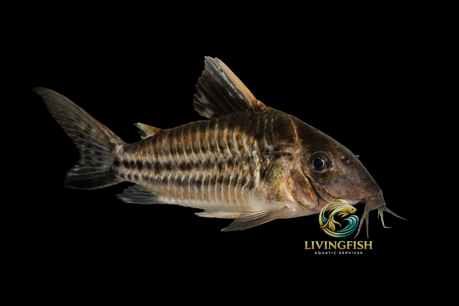 Corydoras robustus