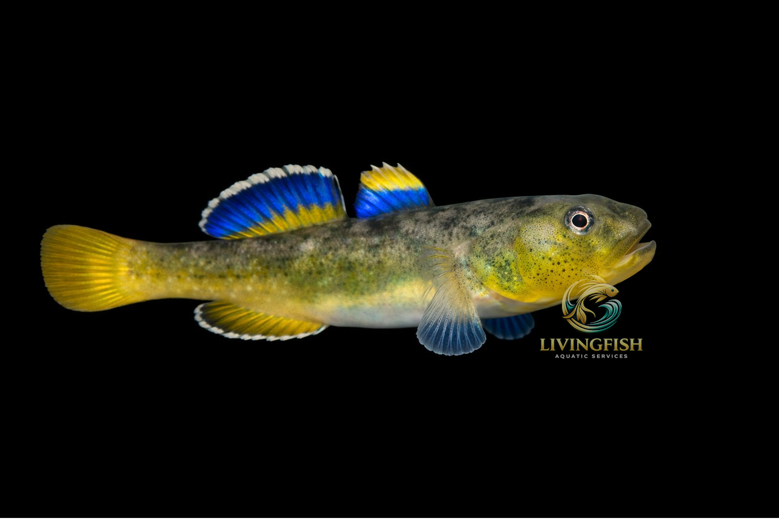 Desery Goby