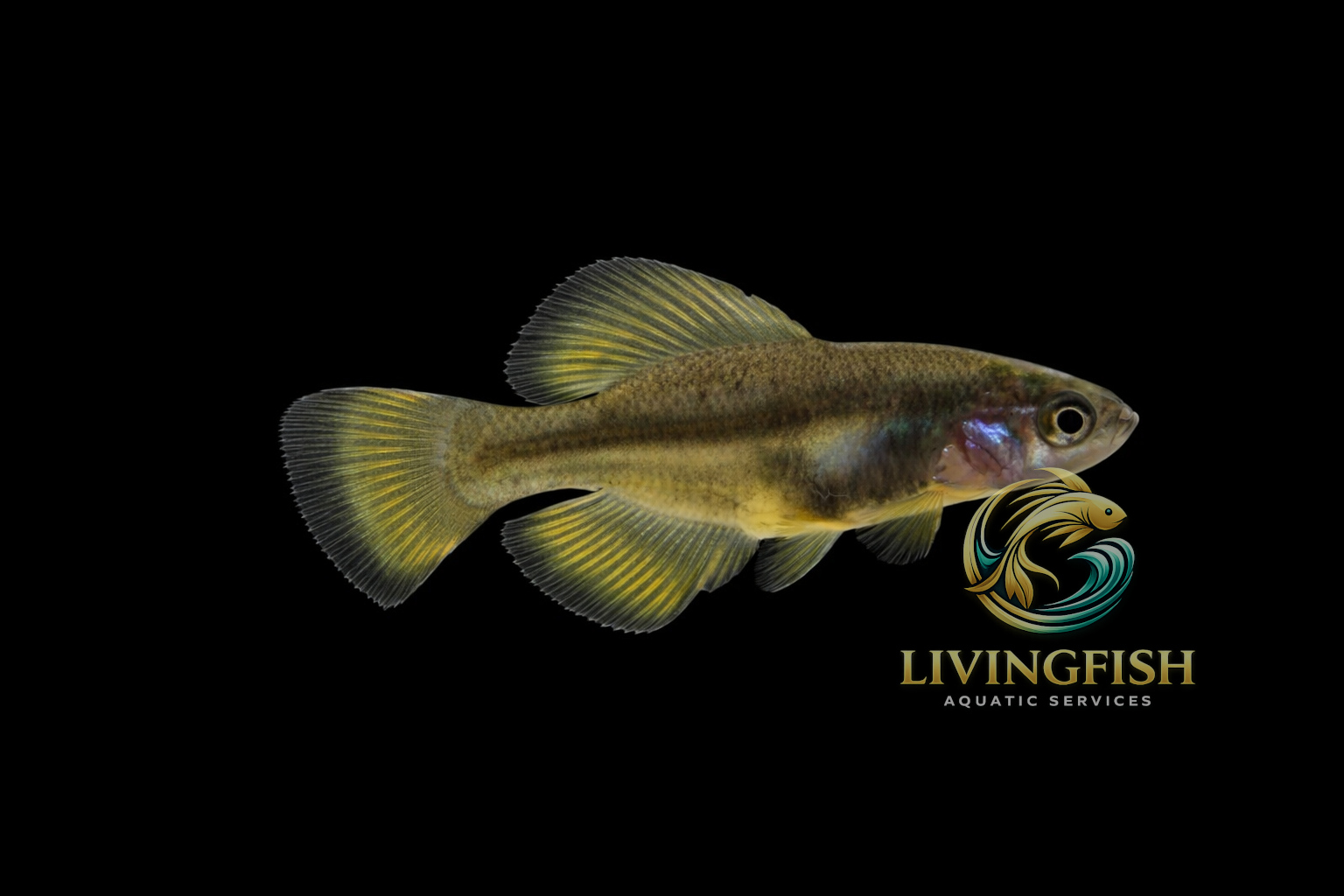 Girardinichthys multiradiatus