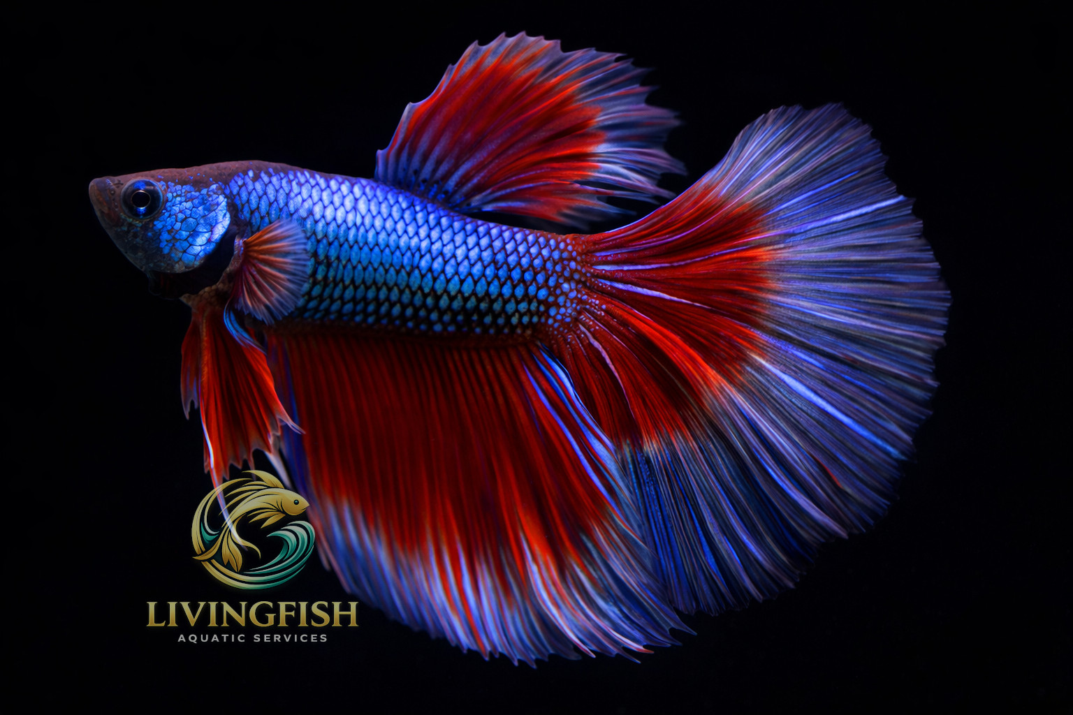 butterflyl betta