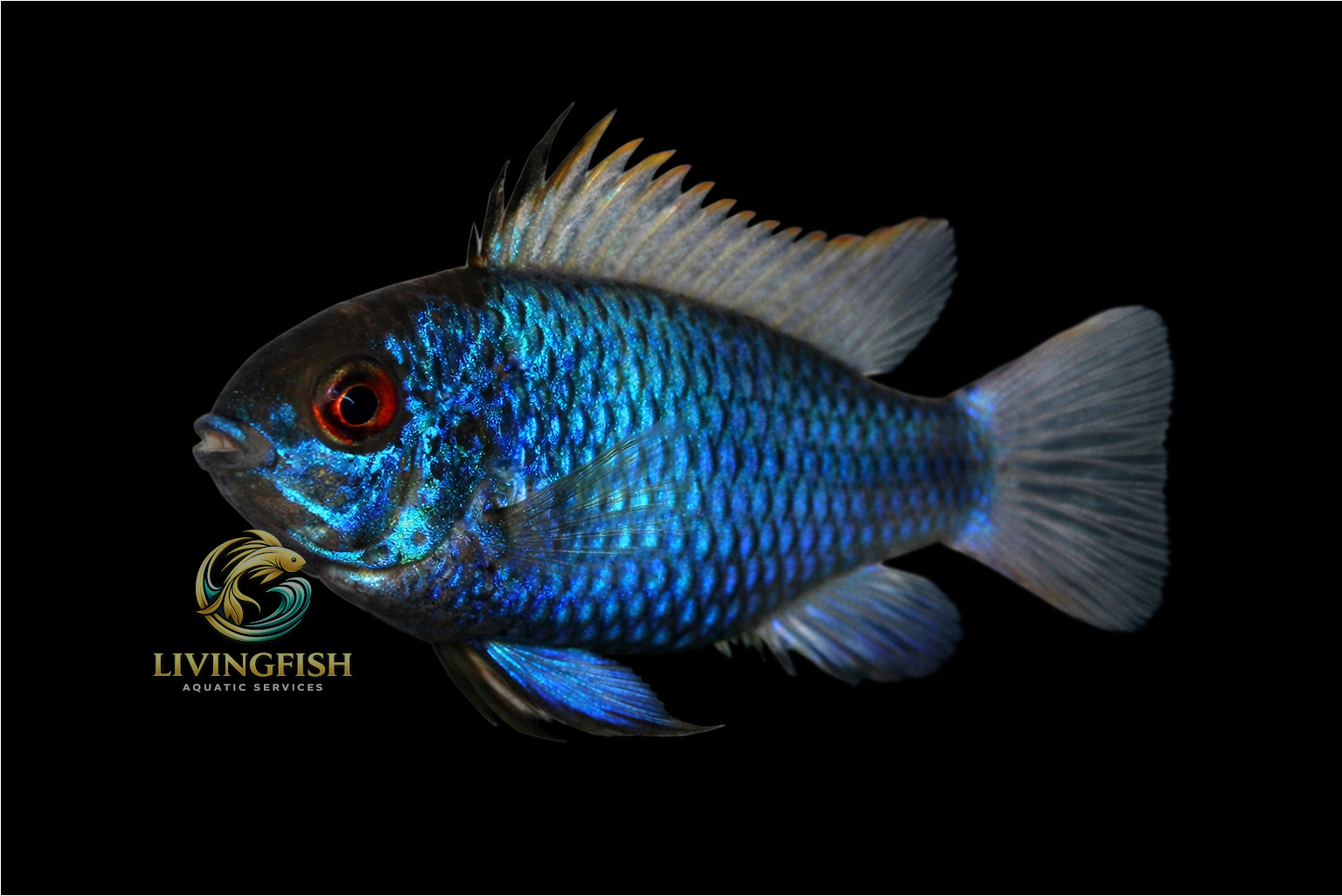 electric blue ram